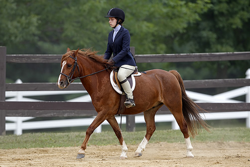 horse with rider